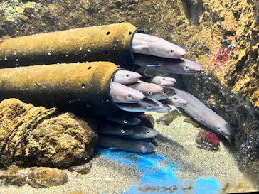 仙台うみの杜水族館に投稿された画像（2024/6/30）