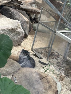 神戸どうぶつ王国に投稿された画像（2024/6/30）