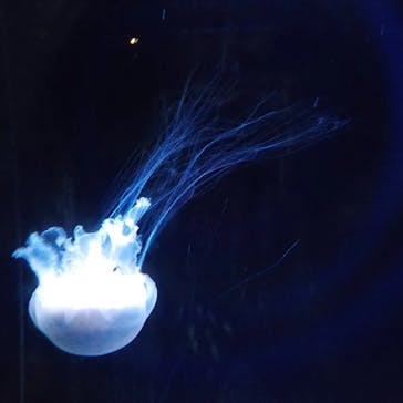 アクアワールド茨城県大洗水族館に投稿された画像（2024/6/30）