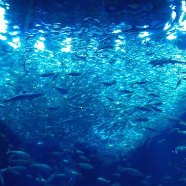 アクアワールド茨城県大洗水族館に投稿された画像（2024/6/30）