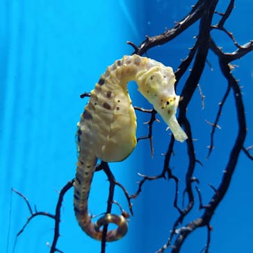 アクアワールド茨城県大洗水族館に投稿された画像（2024/6/30）