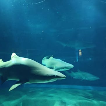 アクアワールド茨城県大洗水族館に投稿された画像（2024/6/30）