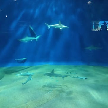 アクアワールド茨城県大洗水族館に投稿された画像（2024/6/30）