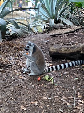 神戸どうぶつ王国に投稿された画像（2024/6/30）
