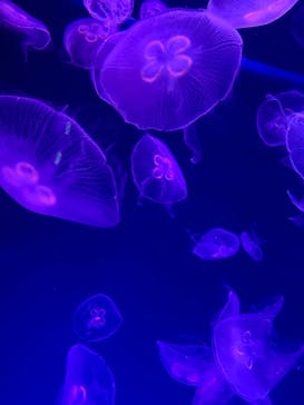 名古屋港水族館に投稿された画像（2024/6/30）