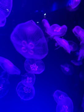 名古屋港水族館に投稿された画像（2024/6/30）