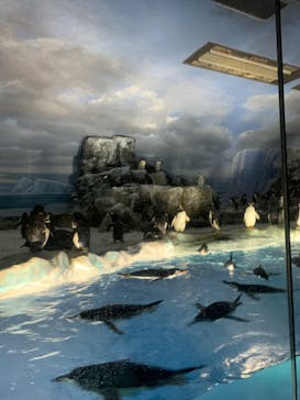 名古屋港水族館に投稿された画像（2024/6/30）