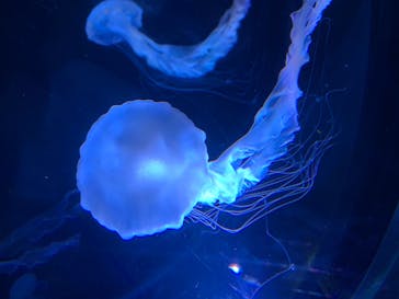 名古屋港水族館に投稿された画像（2024/6/30）