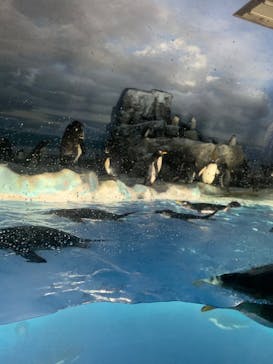 名古屋港水族館に投稿された画像（2024/6/30）