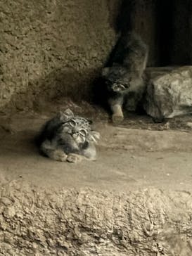 神戸どうぶつ王国に投稿された画像（2024/6/30）