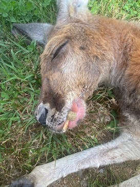 神崎農村公園ヨーデルの森に投稿された画像（2024/6/30）