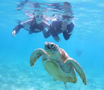 アマミエンシスに投稿された画像（2024/6/30）