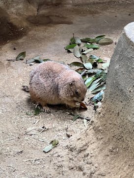 神戸どうぶつ王国に投稿された画像（2024/6/30）