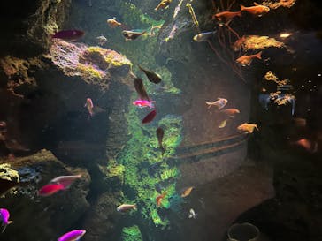 鴨川シーワールドに投稿された画像（2024/7/1）