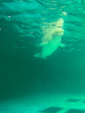 鴨川シーワールドに投稿された画像（2024/7/1）