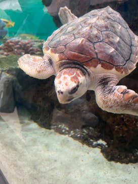 鴨川シーワールドに投稿された画像（2024/7/1）