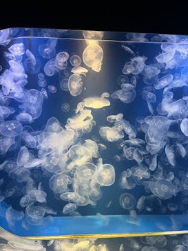 鴨川シーワールドに投稿された画像（2024/7/1）