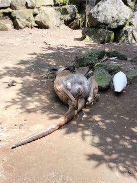 伊豆シャボテン動物公園に投稿された画像（2024/7/1）