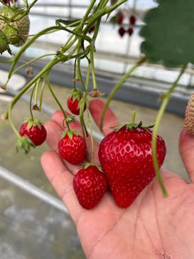 ICHIGOHOUSE.HITACHINAKAに投稿された画像（2024/7/1）