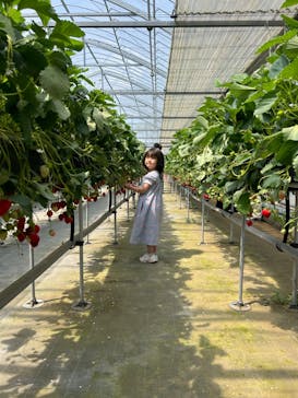 ICHIGOHOUSE.HITACHINAKAに投稿された画像（2024/7/1）