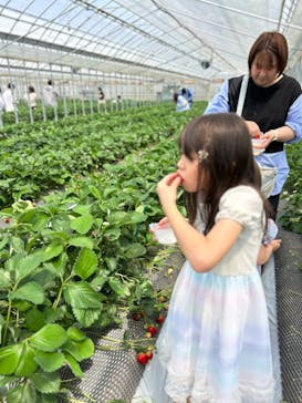 ICHIGOHOUSE.HITACHINAKAに投稿された画像（2024/7/1）