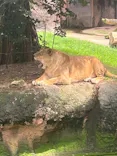 天王寺動物園に投稿された画像（2024/7/1）