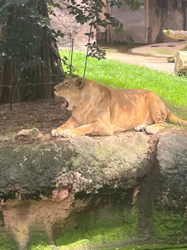 天王寺動物園に投稿された画像（2024/7/1）