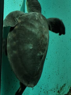 名古屋港水族館に投稿された画像（2024/7/1）