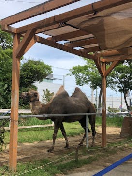 神戸どうぶつ王国に投稿された画像（2024/7/1）