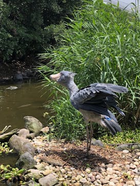 神戸どうぶつ王国に投稿された画像（2024/7/1）