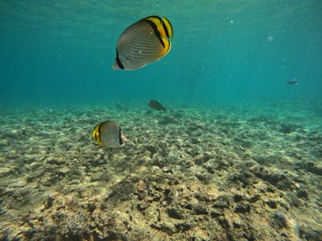 沖縄マリンサービス碧に投稿された画像（2024/7/1）