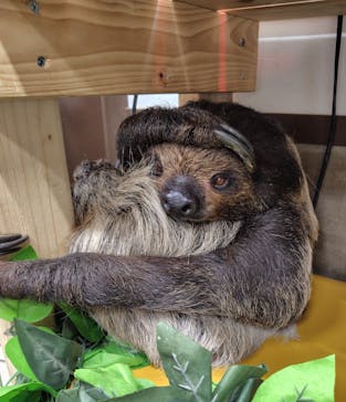 しろとり動物園に投稿された画像（2024/7/1）