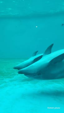 しながわ水族館に投稿された画像（2024/7/1）