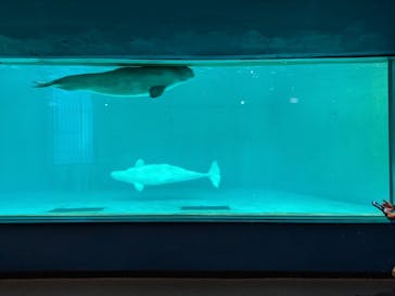 鴨川シーワールドに投稿された画像（2024/7/1）