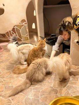 Cat Cafe てまりのおしろに投稿された画像（2024/7/1）