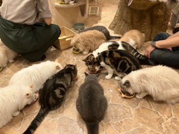 Cat Cafe てまりのおしろに投稿された画像（2024/7/1）