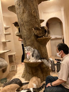 Cat Cafe てまりのおしろに投稿された画像（2024/7/1）
