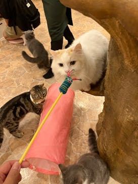Cat Cafe てまりのおしろに投稿された画像（2024/7/1）