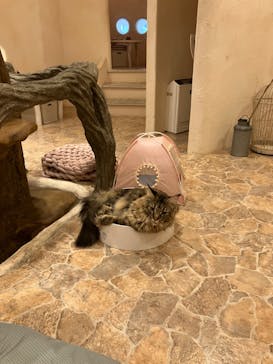 Cat Cafe てまりのおしろに投稿された画像（2024/7/1）