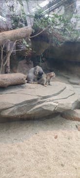 神戸どうぶつ王国に投稿された画像（2024/7/1）