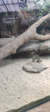 神戸どうぶつ王国に投稿された画像（2024/7/1）