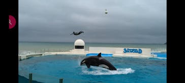 鴨川シーワールドに投稿された画像（2024/7/1）