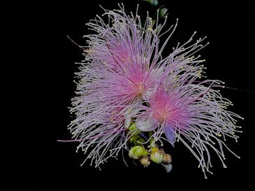 西表島 ADVENTURE PiPi（アドベンチャーピピ）に投稿された画像（2024/7/1）