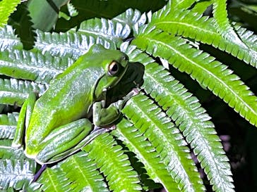 西表島 ADVENTURE PiPi（アドベンチャーピピ）に投稿された画像（2024/7/1）