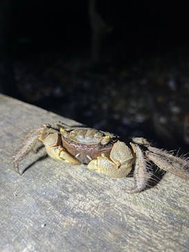 西表島 ADVENTURE PiPi（アドベンチャーピピ）に投稿された画像（2024/7/1）