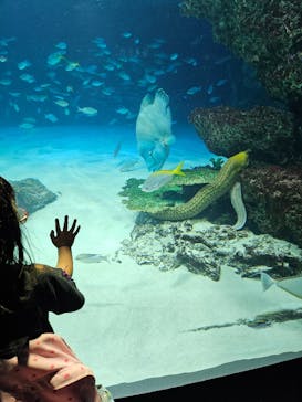 サンシャイン水族館に投稿された画像（2024/7/1）