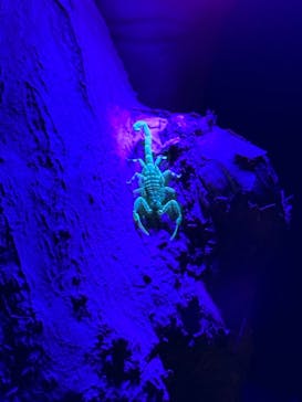 西表島 ADVENTURE PiPi（アドベンチャーピピ）に投稿された画像（2024/7/1）