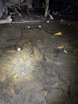 西表島 ADVENTURE PiPi（アドベンチャーピピ）に投稿された画像（2024/7/1）