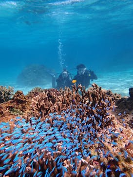 marine assist DEMI（マリンアシストデミ）に投稿された画像（2024/7/1）