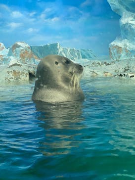 鴨川シーワールドに投稿された画像（2024/7/1）